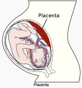 placenta-wikipedia